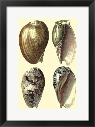 Framed Classic Shells I Print