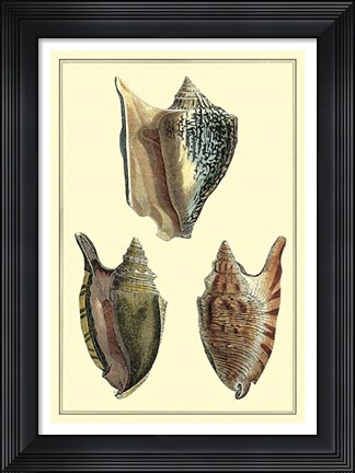Framed Classic Shells II Print