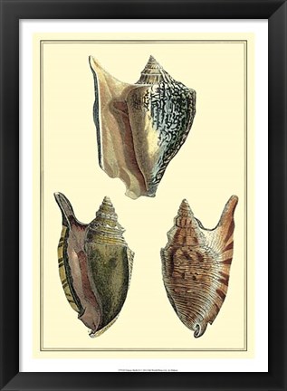 Framed Classic Shells II Print