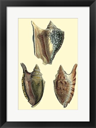 Framed Classic Shells II Print