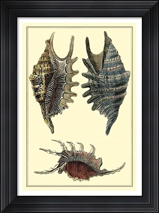 Framed Classic Shells III Print