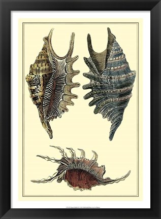 Framed Classic Shells III Print