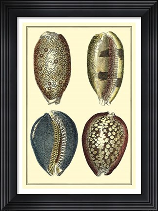 Framed Classic Shells IV Print