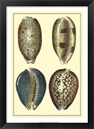 Framed Classic Shells IV Print