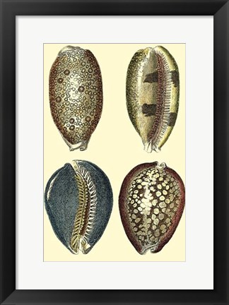 Framed Classic Shells IV Print