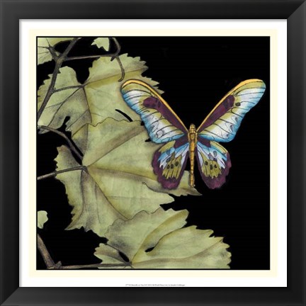 Framed Butterfly on Vine II Print