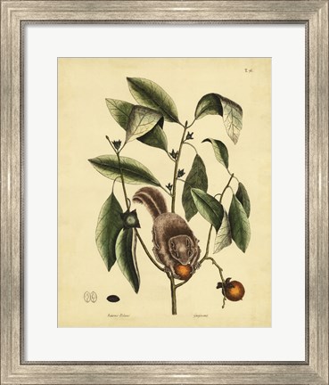 Framed Flying Squirrel, P. T76 Print