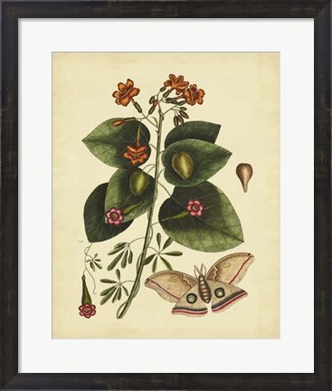 Framed Moth, Pl. T91 Print