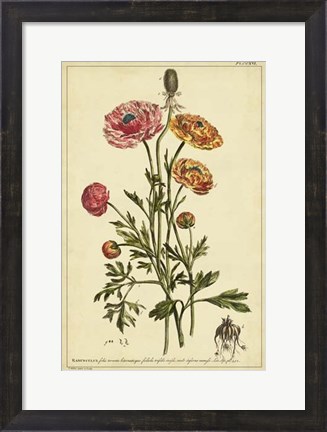 Framed Ranunculus, Pl. CCXVI Print