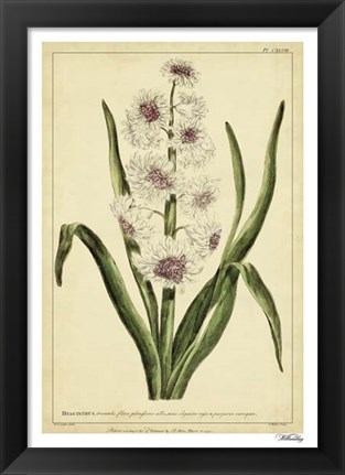 Framed Hyacinthus, Pl. CXLVIII Print