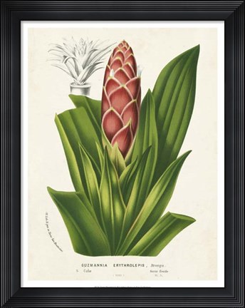 Framed Tropical Bromeliad I Print