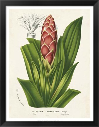 Framed Tropical Bromeliad I Print