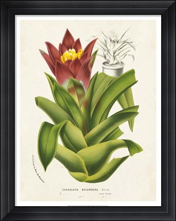 Framed Tropical Bromeliad II Print