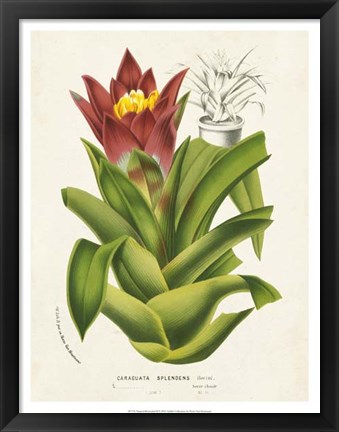 Framed Tropical Bromeliad II Print