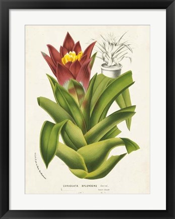 Framed Tropical Bromeliad II Print