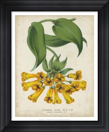 Framed Tropical Array II Print