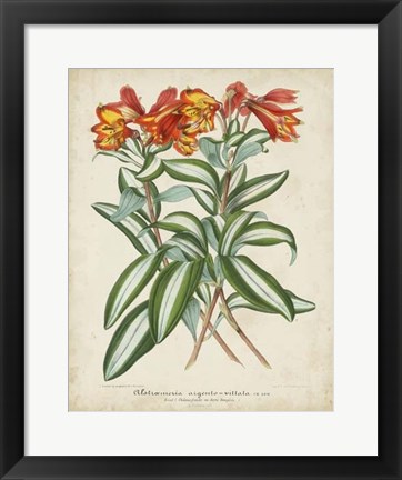 Framed Tropical Array III Print