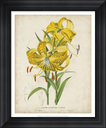 Framed Tropical Array IV Print