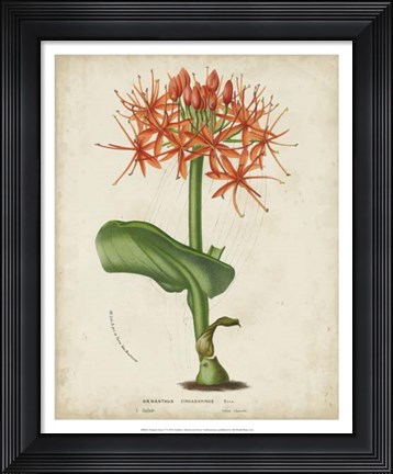Framed Tropical Array V Print