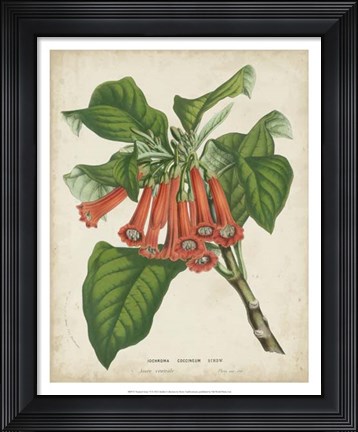 Framed Tropical Array VI Print