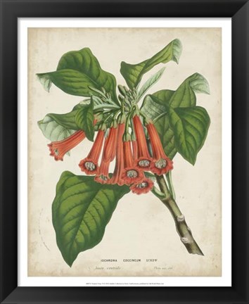 Framed Tropical Array VI Print