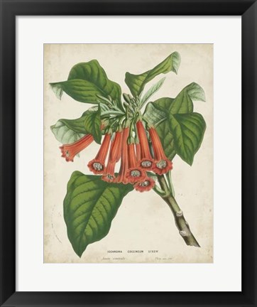 Framed Tropical Array VI Print