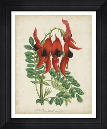 Framed Tropical Array VII Print
