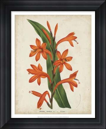 Framed Tropical Array VIII Print