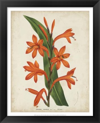 Framed Tropical Array VIII Print