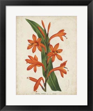 Framed Tropical Array VIII Print