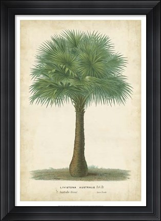 Framed Palm of the Tropics I Print