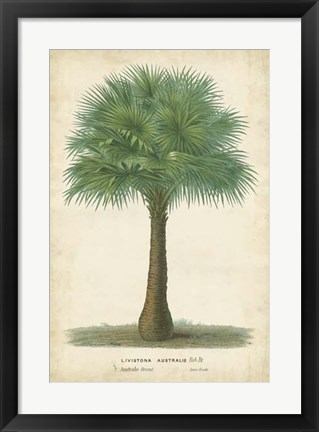 Framed Palm of the Tropics I Print