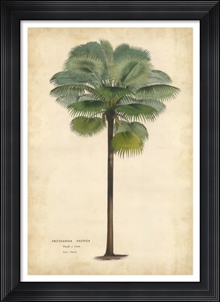 Framed Palm of the Tropics II Print