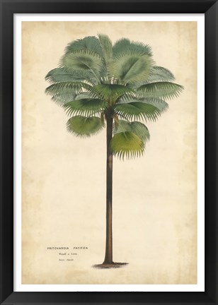 Framed Palm of the Tropics II Print