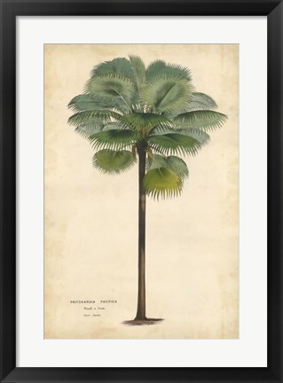 Framed Palm of the Tropics II Print