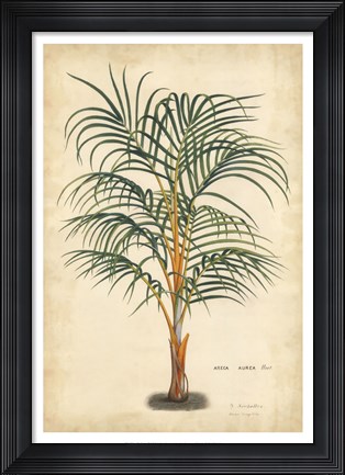Framed Palm of the Tropics III Print