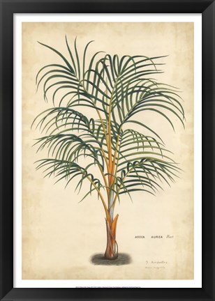 Framed Palm of the Tropics III Print