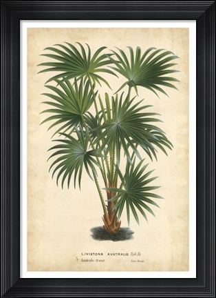 Framed Palm of the Tropics IV Print