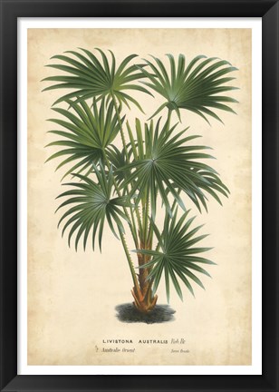 Framed Palm of the Tropics IV Print