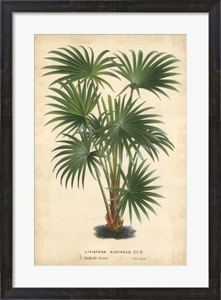 Framed Palm of the Tropics IV Print