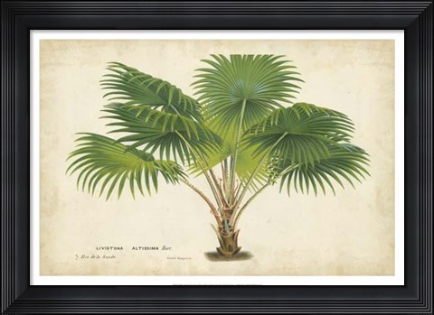 Framed Palm of the Tropics V Print