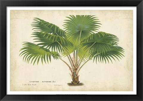 Framed Palm of the Tropics V Print