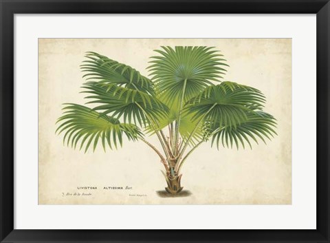 Framed Palm of the Tropics V Print