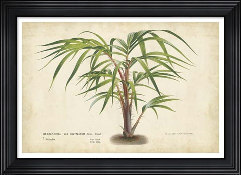 Framed Palm of the Tropics VI Print