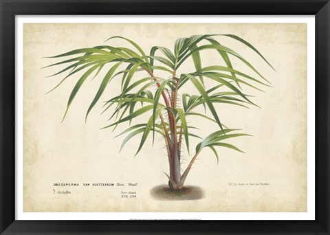 Framed Palm of the Tropics VI Print