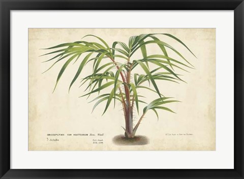 Framed Palm of the Tropics VI Print