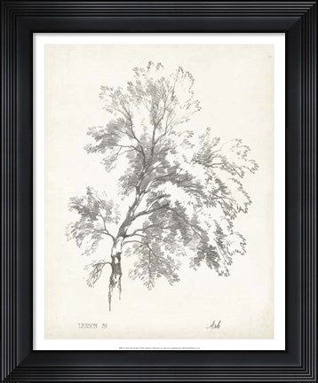 Framed Ash Tree Study Print