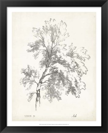 Framed Ash Tree Study Print