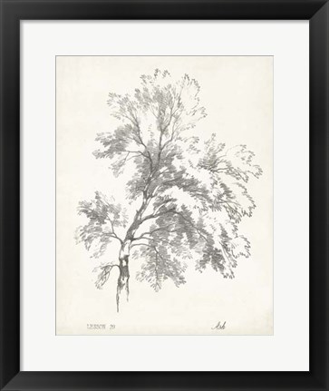 Framed Ash Tree Study Print