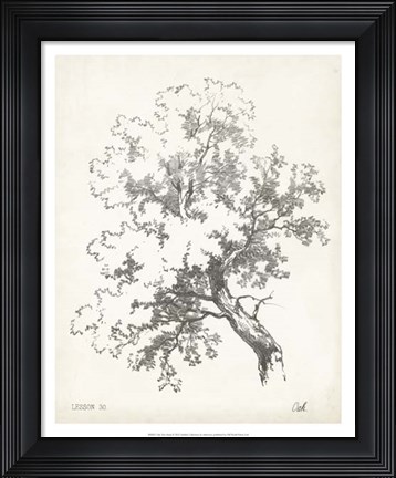 Framed Oak Tree Study Print